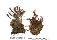 藏品(多形擬金髮苔)的圖片